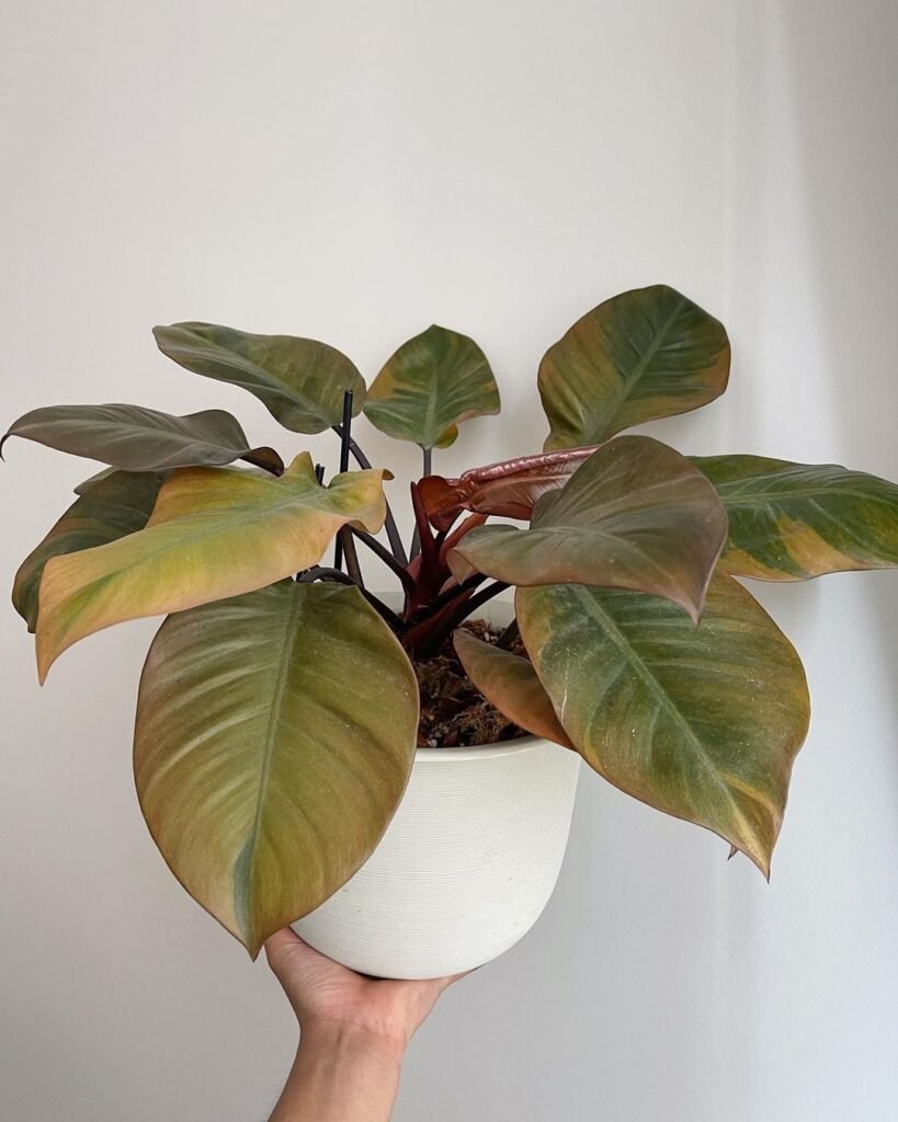 Gardening black-cardinal-Combined-Planters-819x1024 Philodendron 'Black Cardinal': Growing and Care Tips