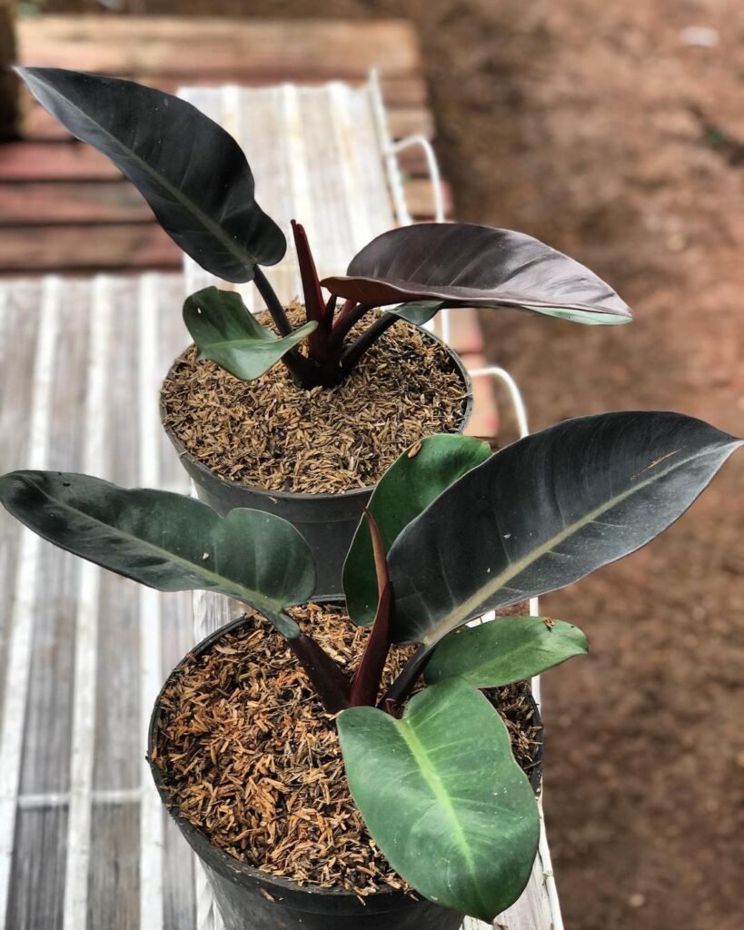 Gardening black-cardinal-Fertilizing-819x1024 Philodendron 'Black Cardinal': Growing and Care Tips