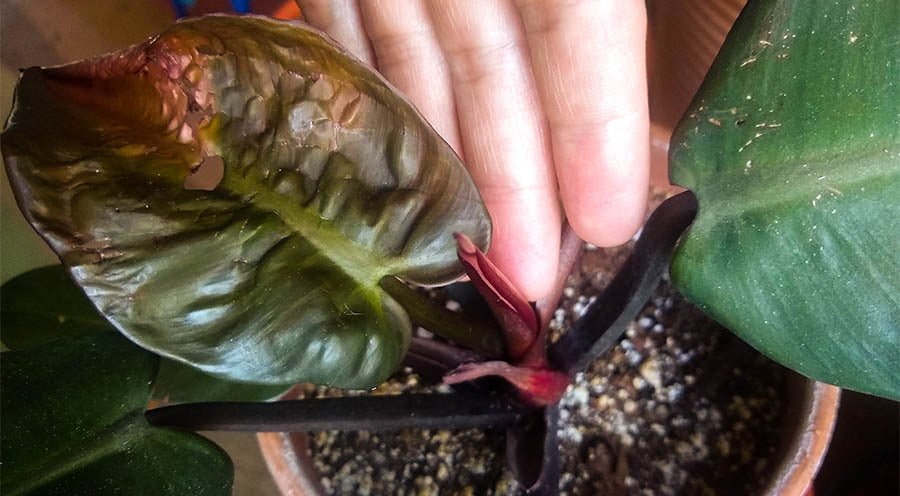 Gardening black-cardinal-Potential-Problems Philodendron 'Black Cardinal': Growing and Care Tips