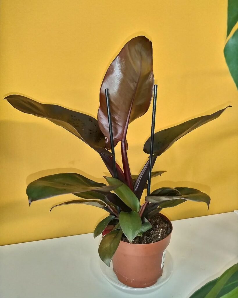 Gardening black-cardinal-Shelves-and-Mantles-819x1024 Philodendron 'Black Cardinal': Growing and Care Tips