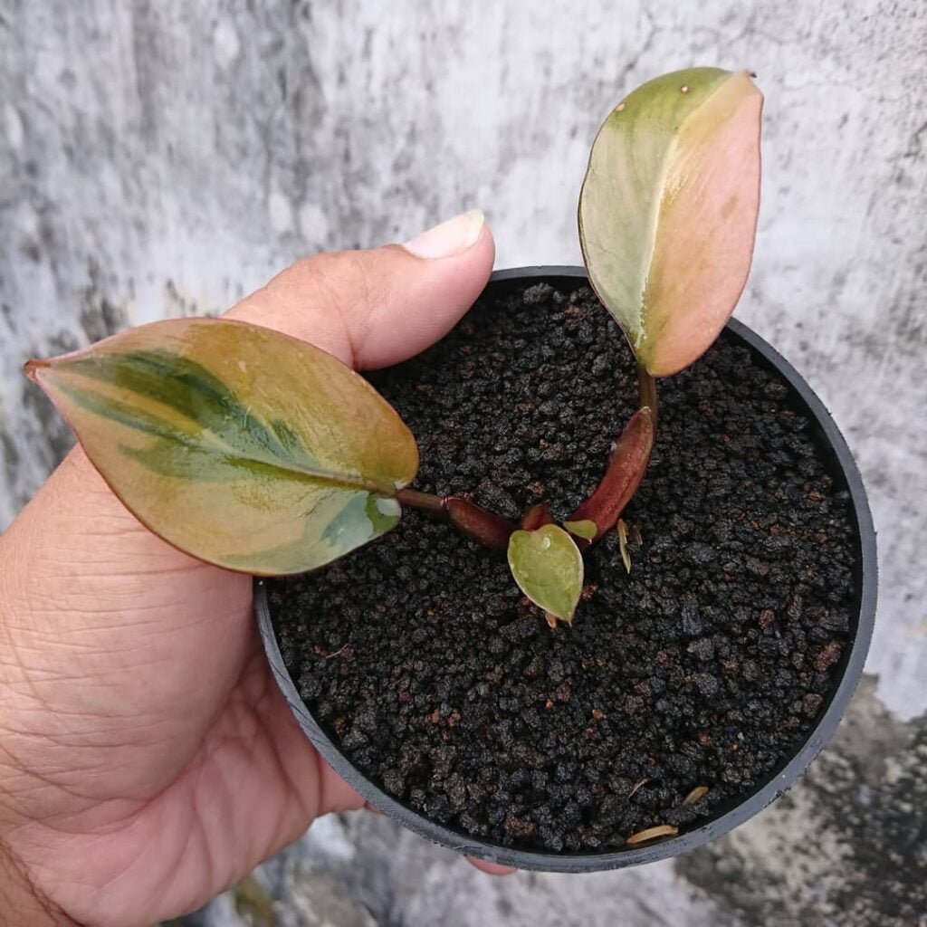 Gardening black-cardinal-Soil-1024x1024 Philodendron 'Black Cardinal': Growing and Care Tips