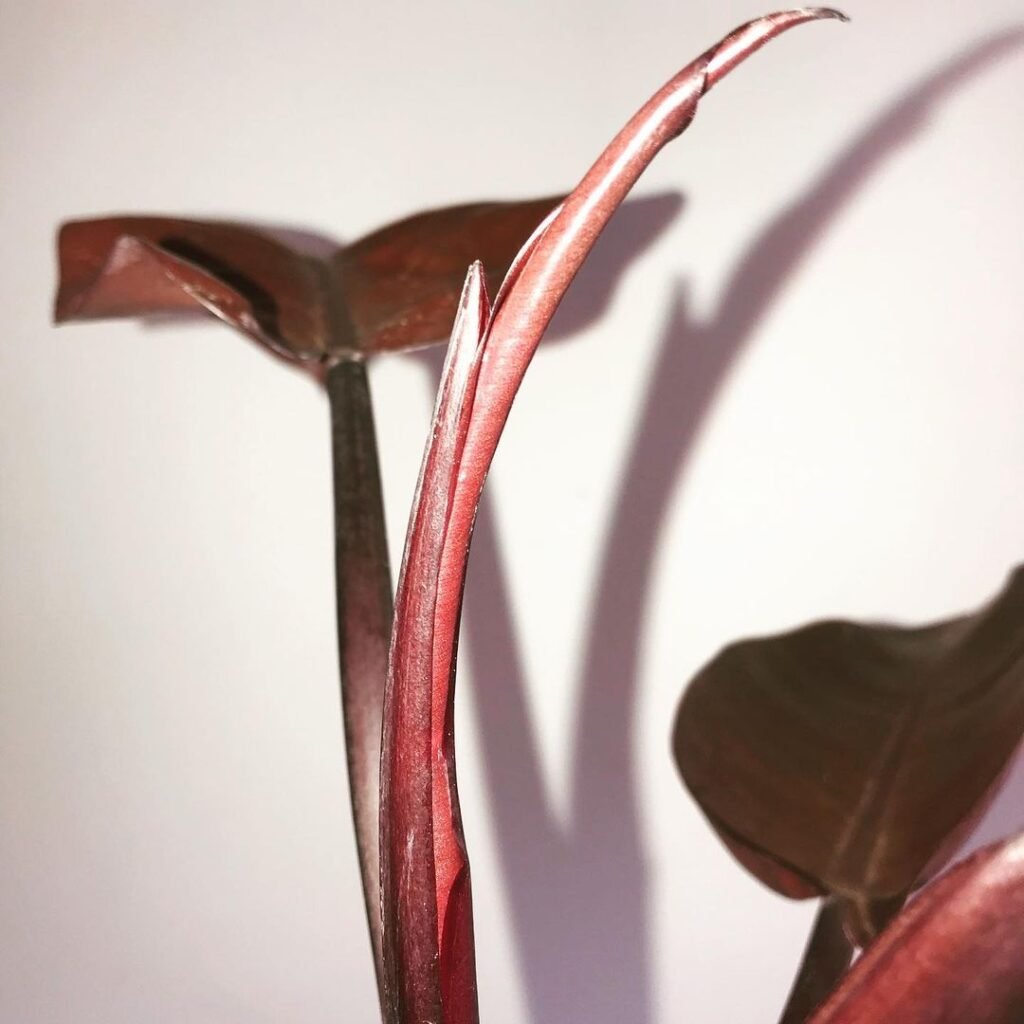 Gardening black-cardinal-light-1024x1024 Philodendron 'Black Cardinal': Growing and Care Tips