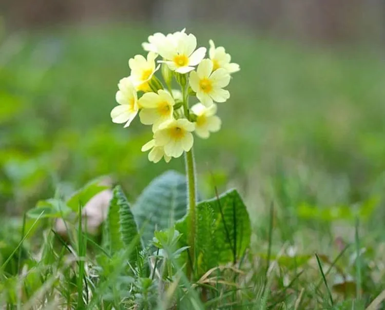 Gardening medium_menu_ca4c8de9-8933-4e5c-9cb3-4a4af34b3ea8 Oxlip : A Delightful Primrose With a Rich History
