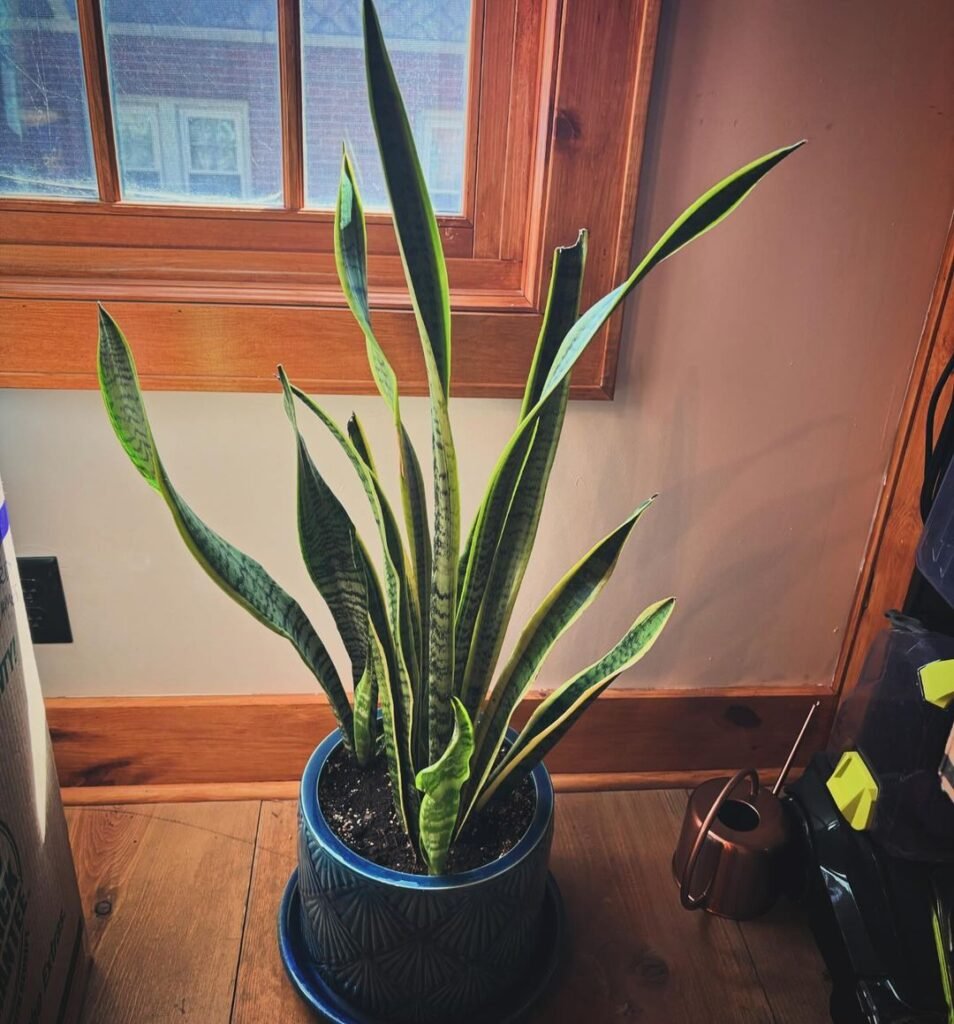 Gardening snake-plant-sansevieria-in-bedroom-954x1024 The 18 Best Plants For Bedrooms