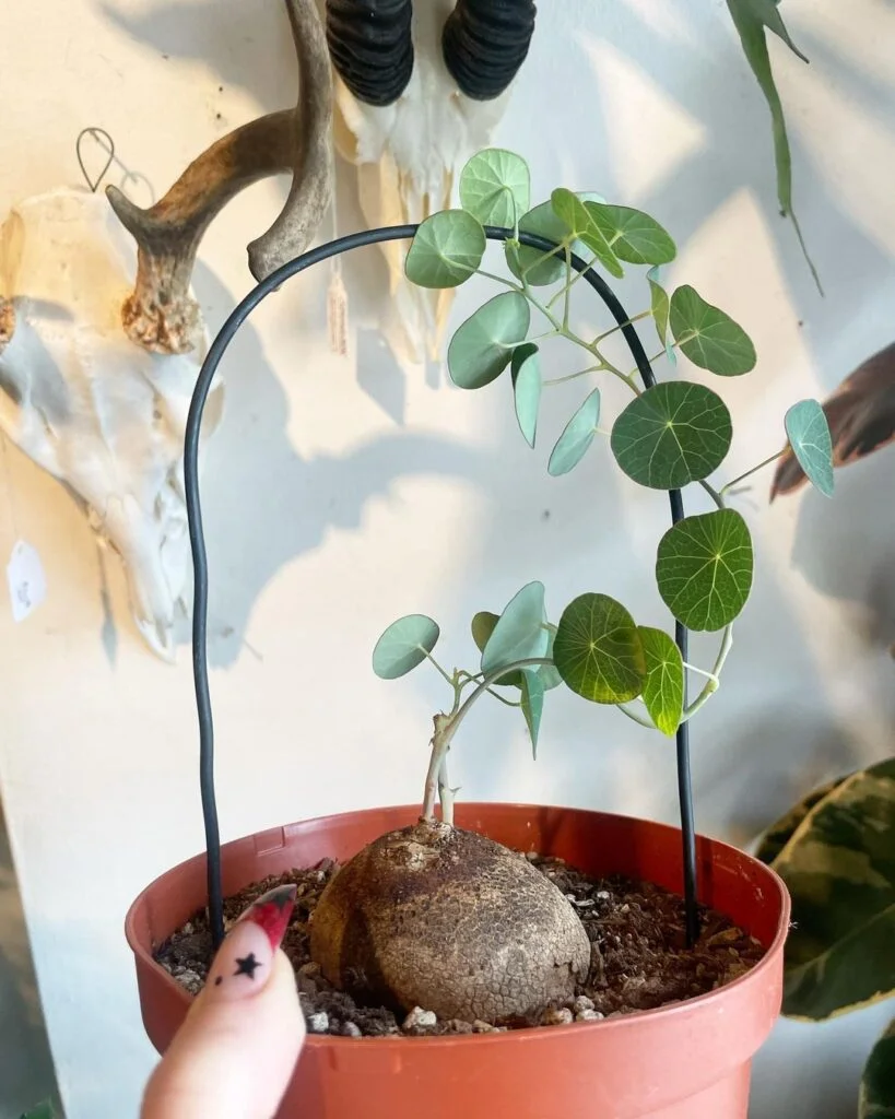 Gardening stephania-tetrandra-tree-Support-819x1024 All About the Stephania Tetrandra: A Unique Vining Houseplant