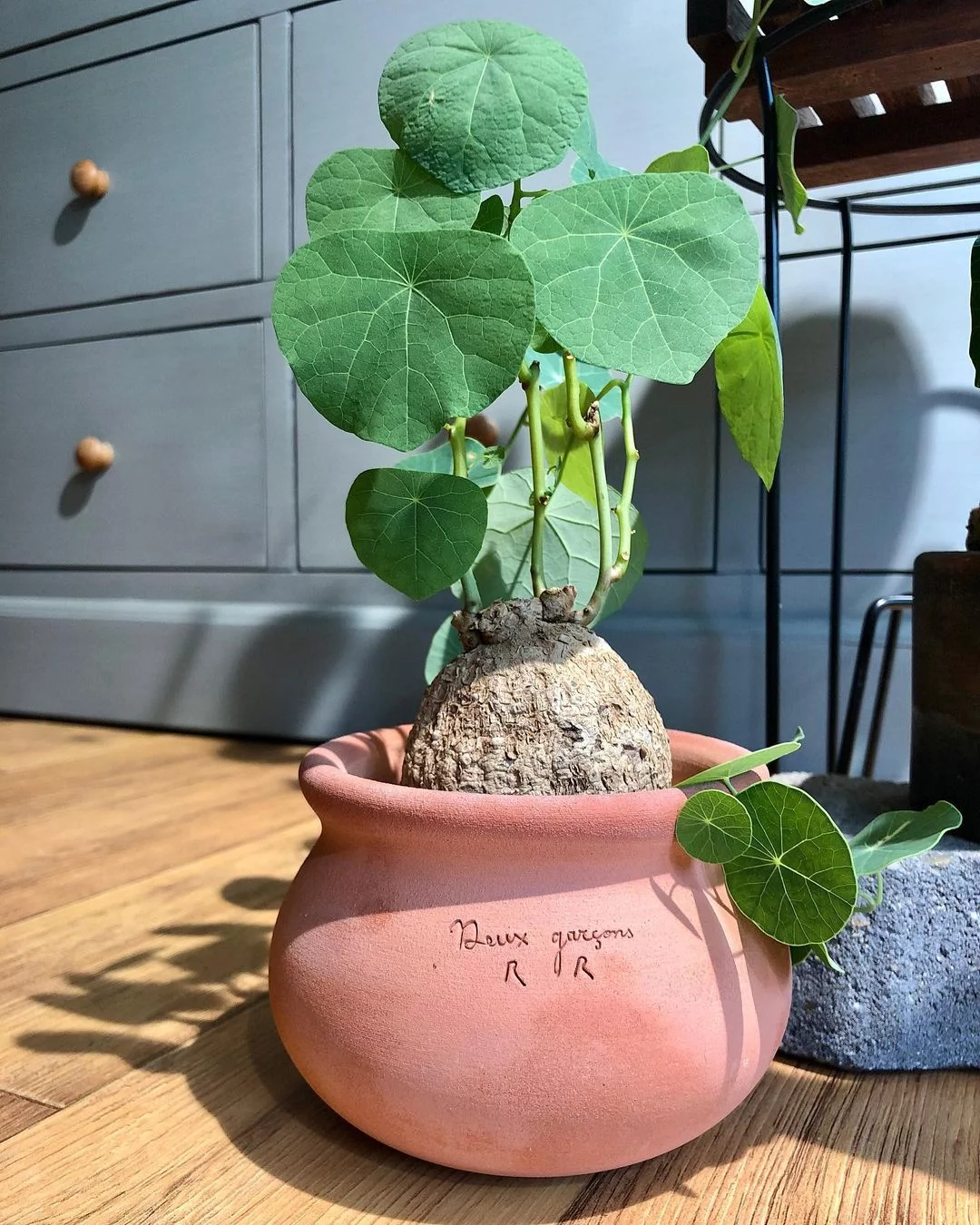 Gardening stephania-tetrandra2 All About the Stephania Tetrandra: A Unique Vining Houseplant