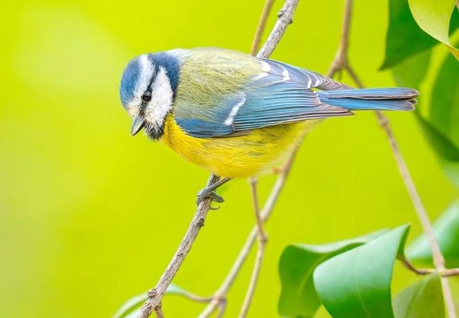 15 British Garden Birds You Can Find in Your Garden