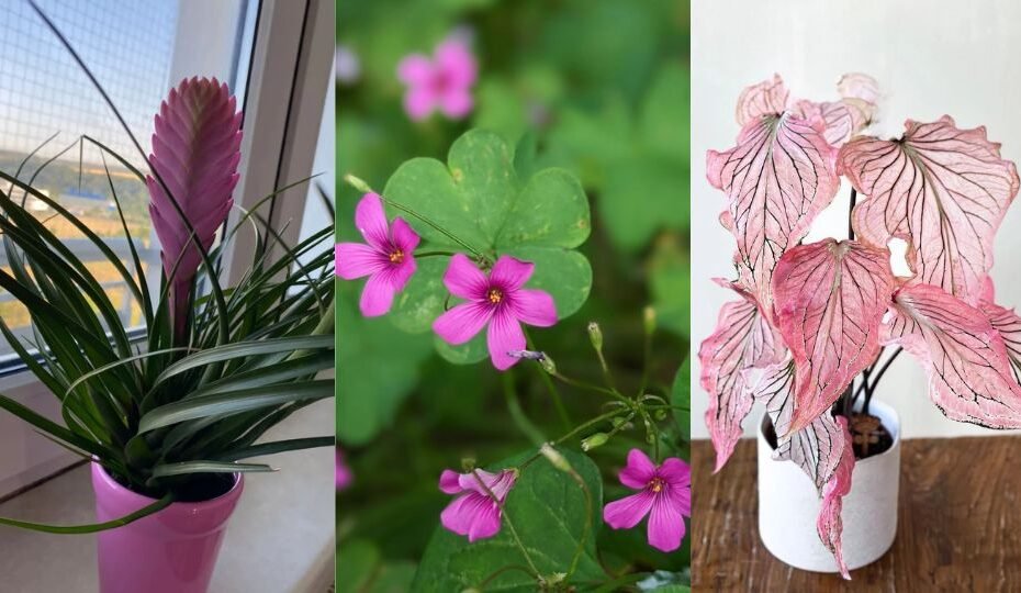 15 Pink Houseplants To Add A Pop of Color To Your Home