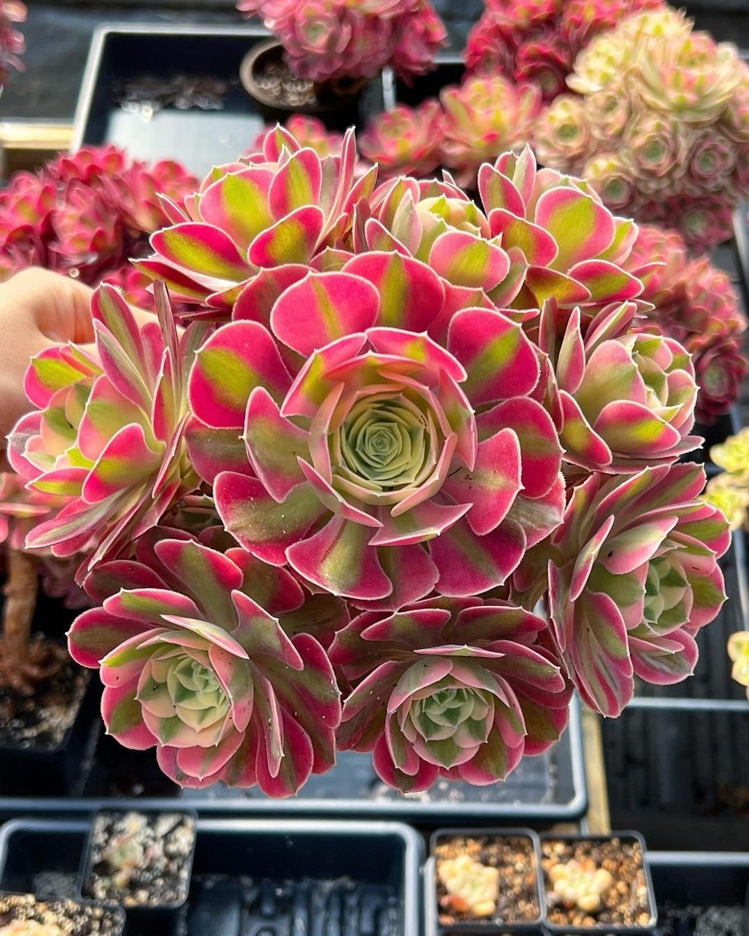  15 Popular Types of Succulents for Your Garden