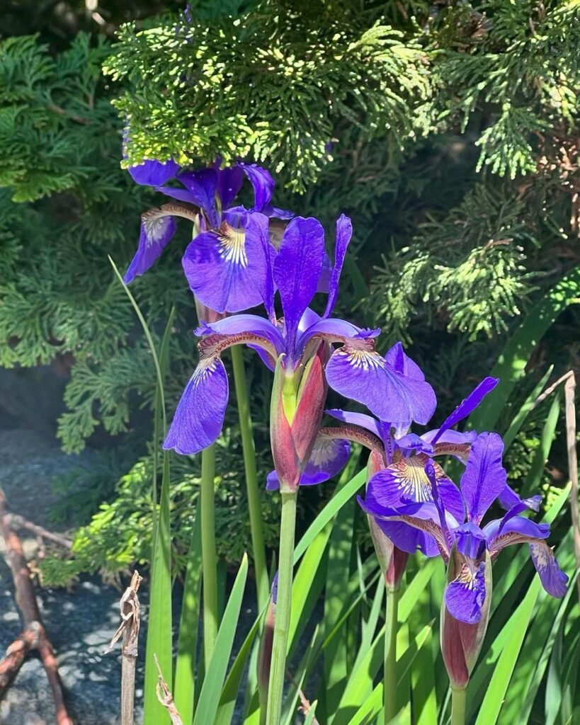 Algerian-Iris-Iris-unguicularis-819x1024 15 Winter Flowers for Your Garden
