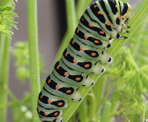 Gardening Anise-Swallowtail-Caterpillars Caterpillars in California: Exploring the Diverse World