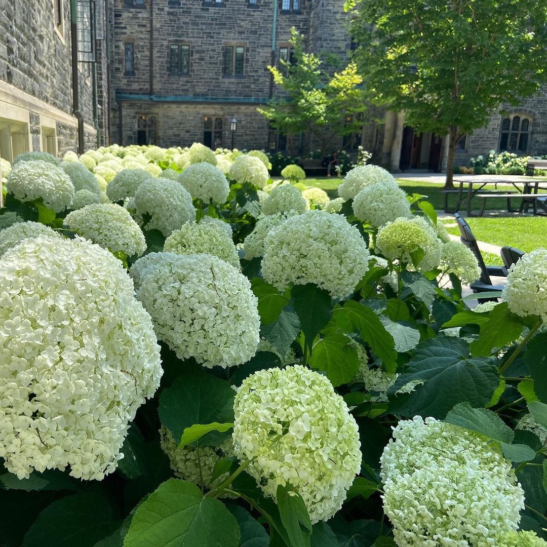 Gardening 8 Hydrangea Varieties That'll Add Some Color to Your Garden