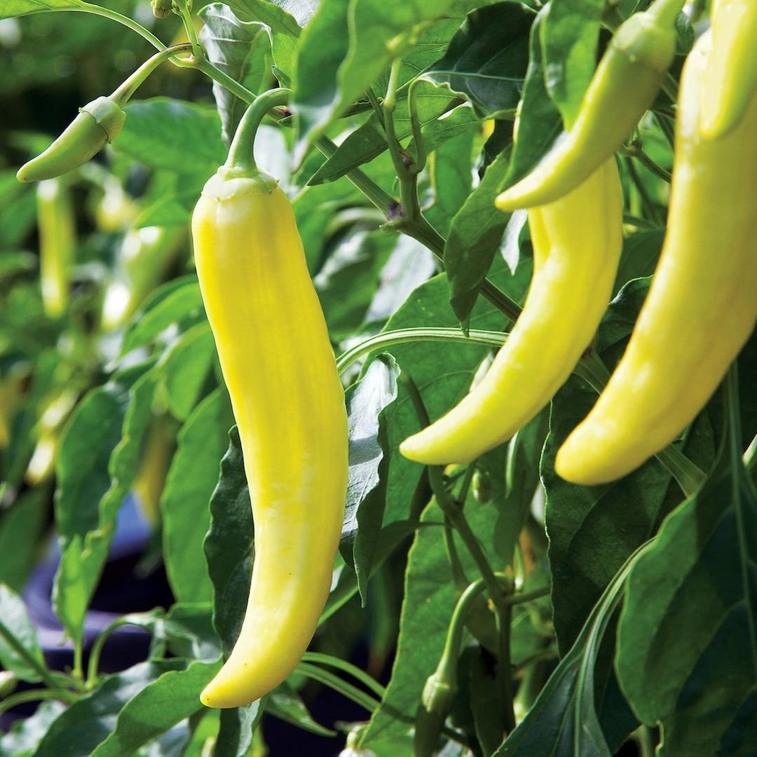Gardening Banana-Peppers Peppers: The Ultimate Guide to Growing From Seed to Plate