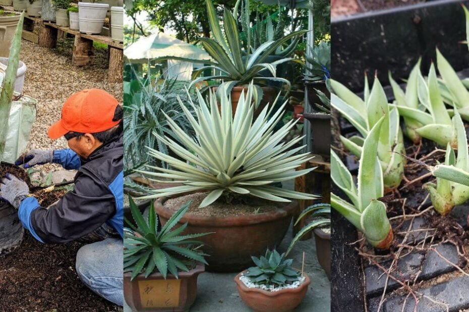 Beautiful Agave Plants