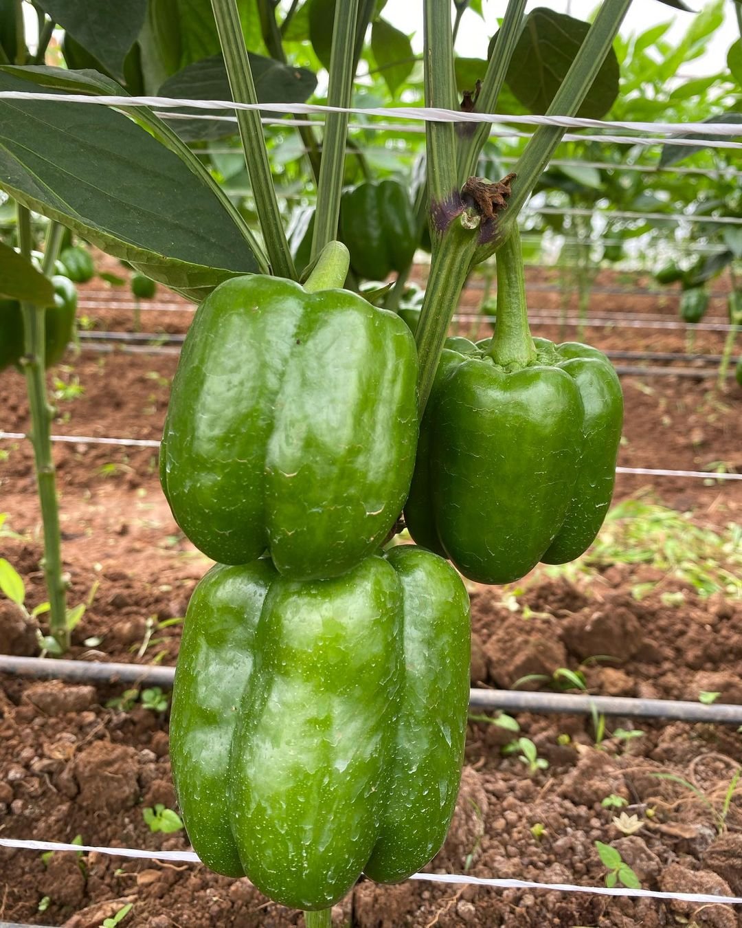 Gardening Bell-Peppers Peppers: The Ultimate Guide to Growing From Seed to Plate