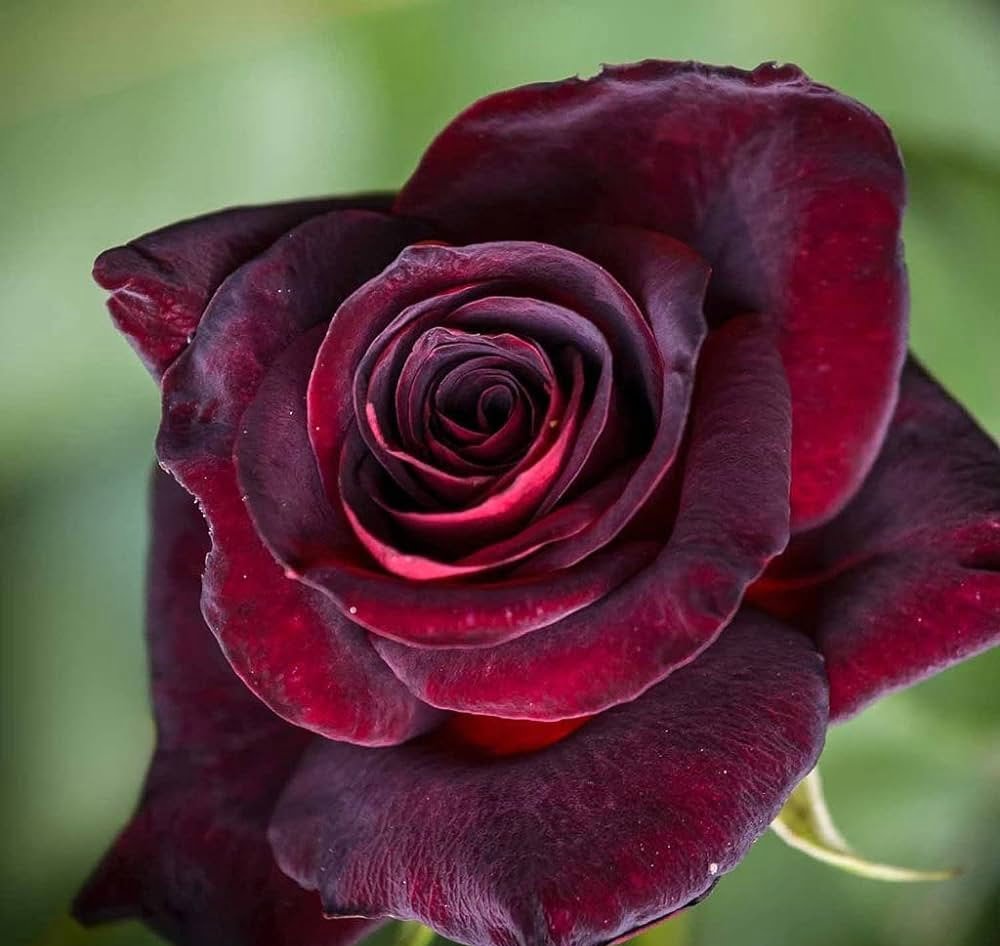  Unveiling the Enigmatic Black Rose: A Comprehensive Guide