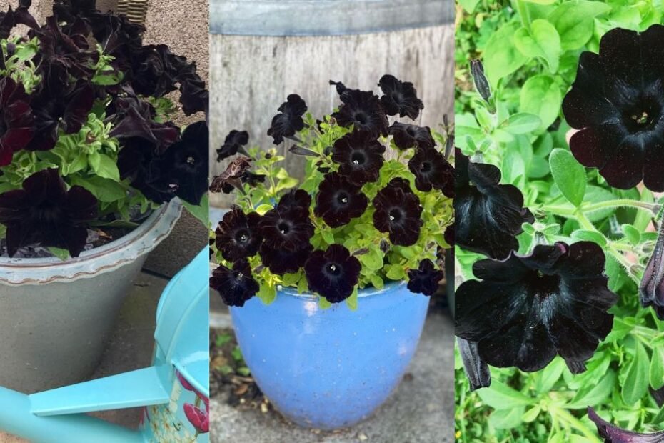 Black Velvet Petunias