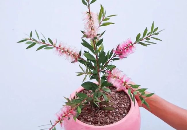 Bottlebrush Plants: The Ultimate Guide to Growing Gorgeous