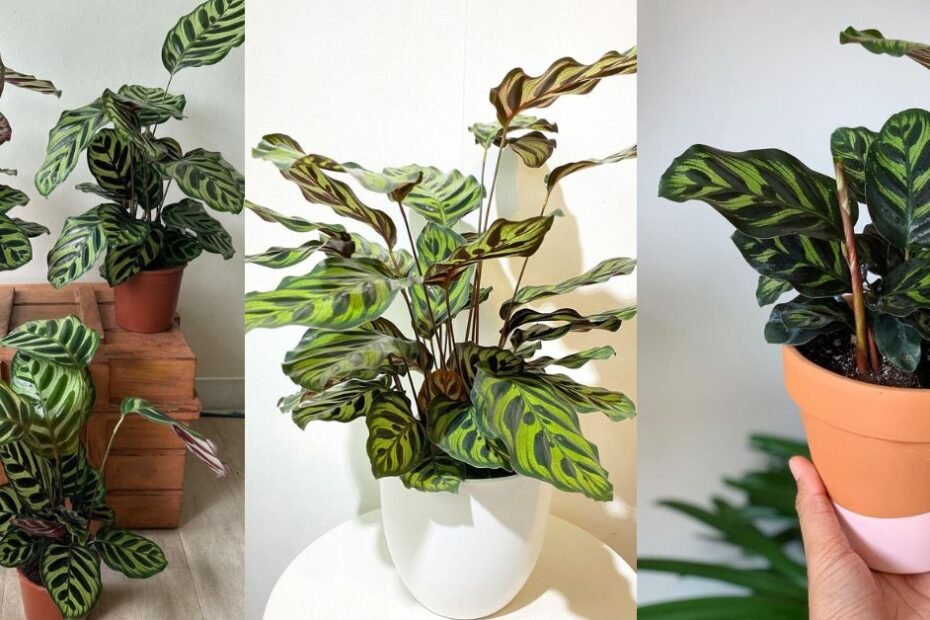 Calathea Makoyana Indoors