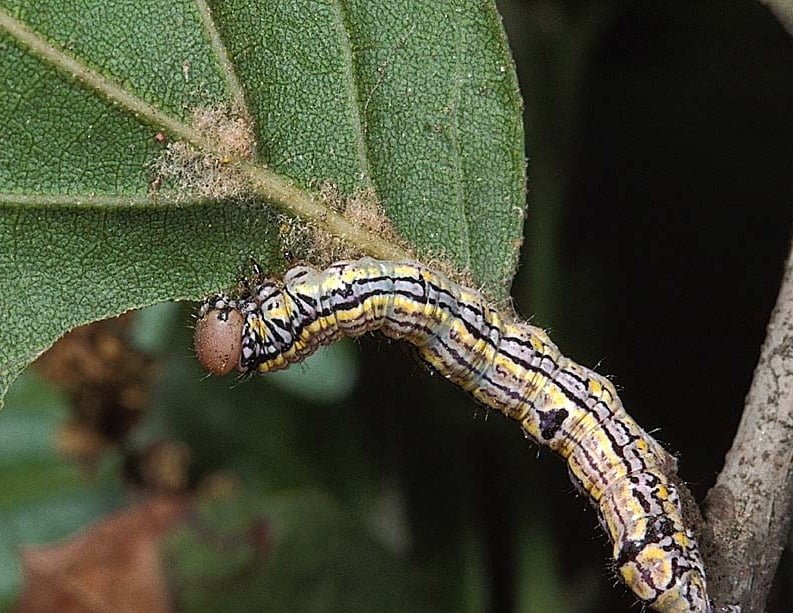 Gardening Caterpillars in California: Exploring the Diverse World