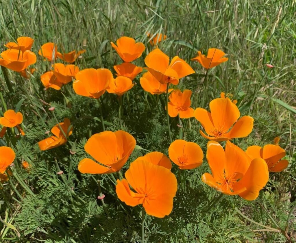 California-Poppies-1024x841 20 Easy Flowers for Beginners to Grow