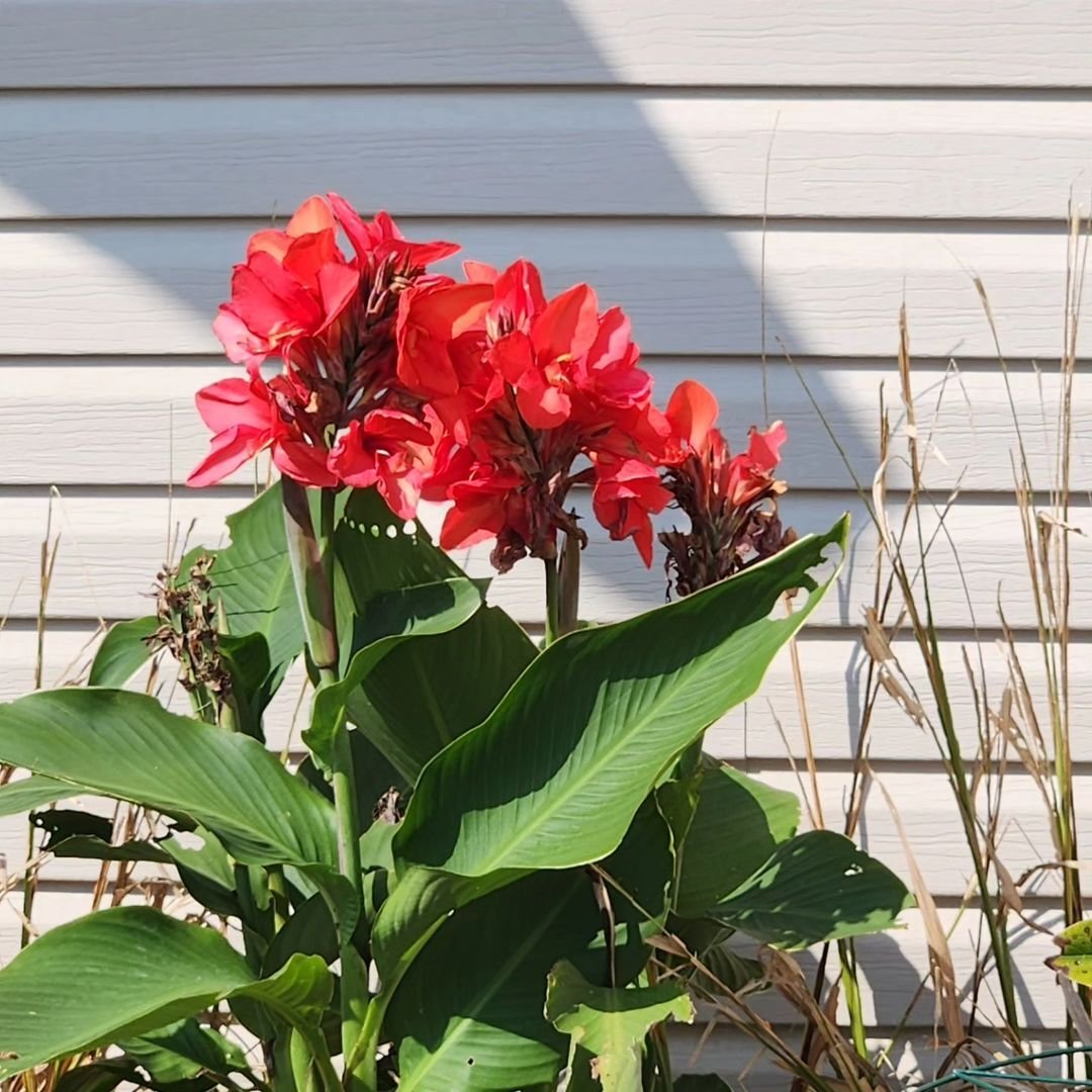 Canna-Lilies 12 Sun-Loving Plants Perfect for Your Sunny Porch