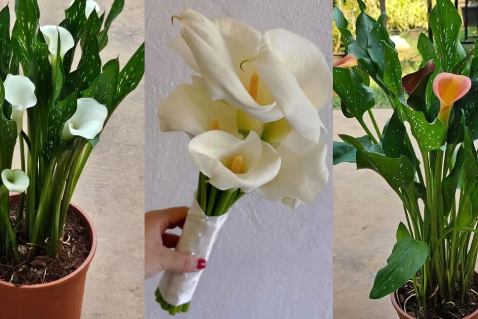 Caring for Calla Lilies in the Garden: A Comprehensive Guide