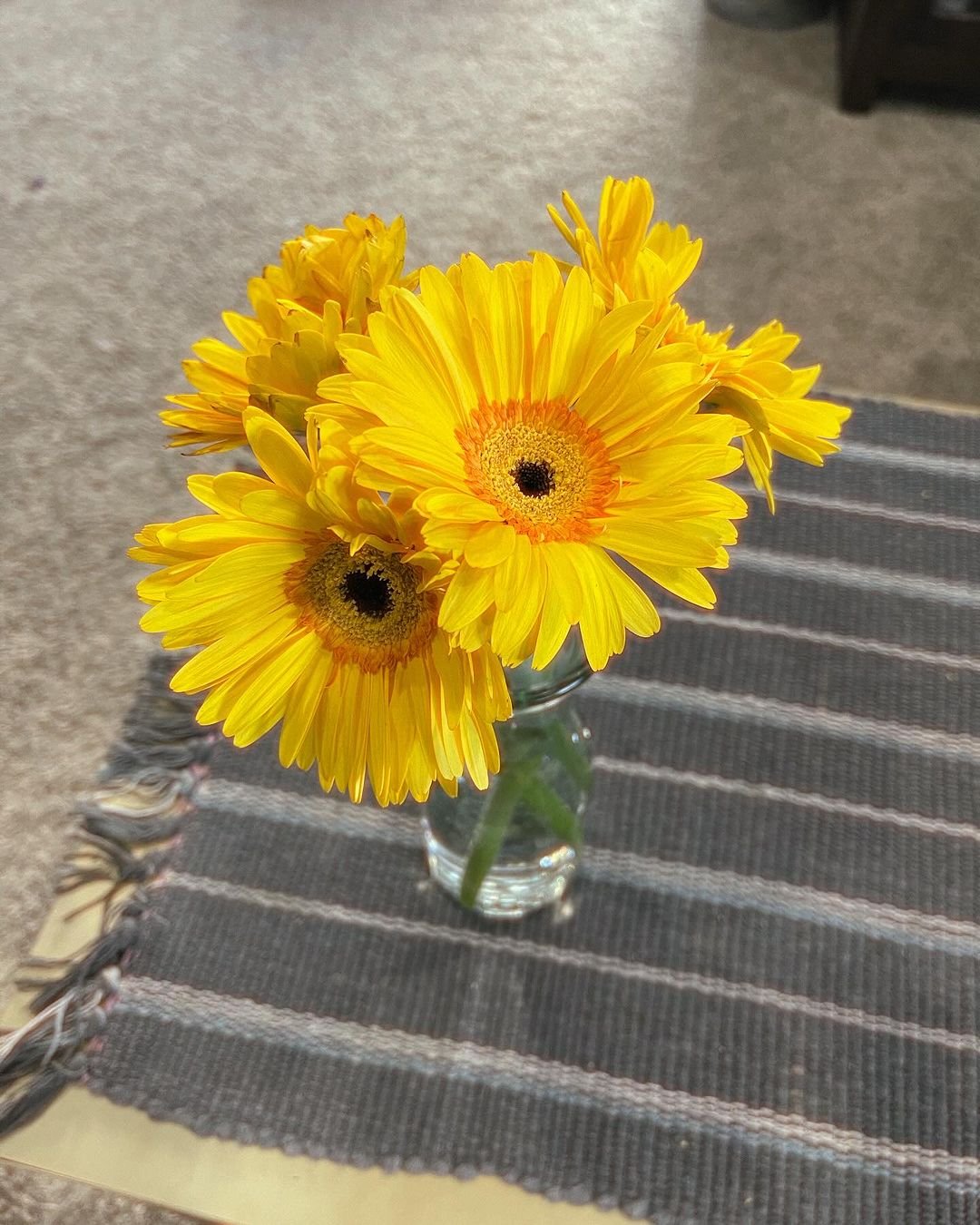 Gardening Caring-for-Gerbera-Daisies 🌺 Grow Gorgeous Gerbera Daisy Flowers in Your Garden 🌺