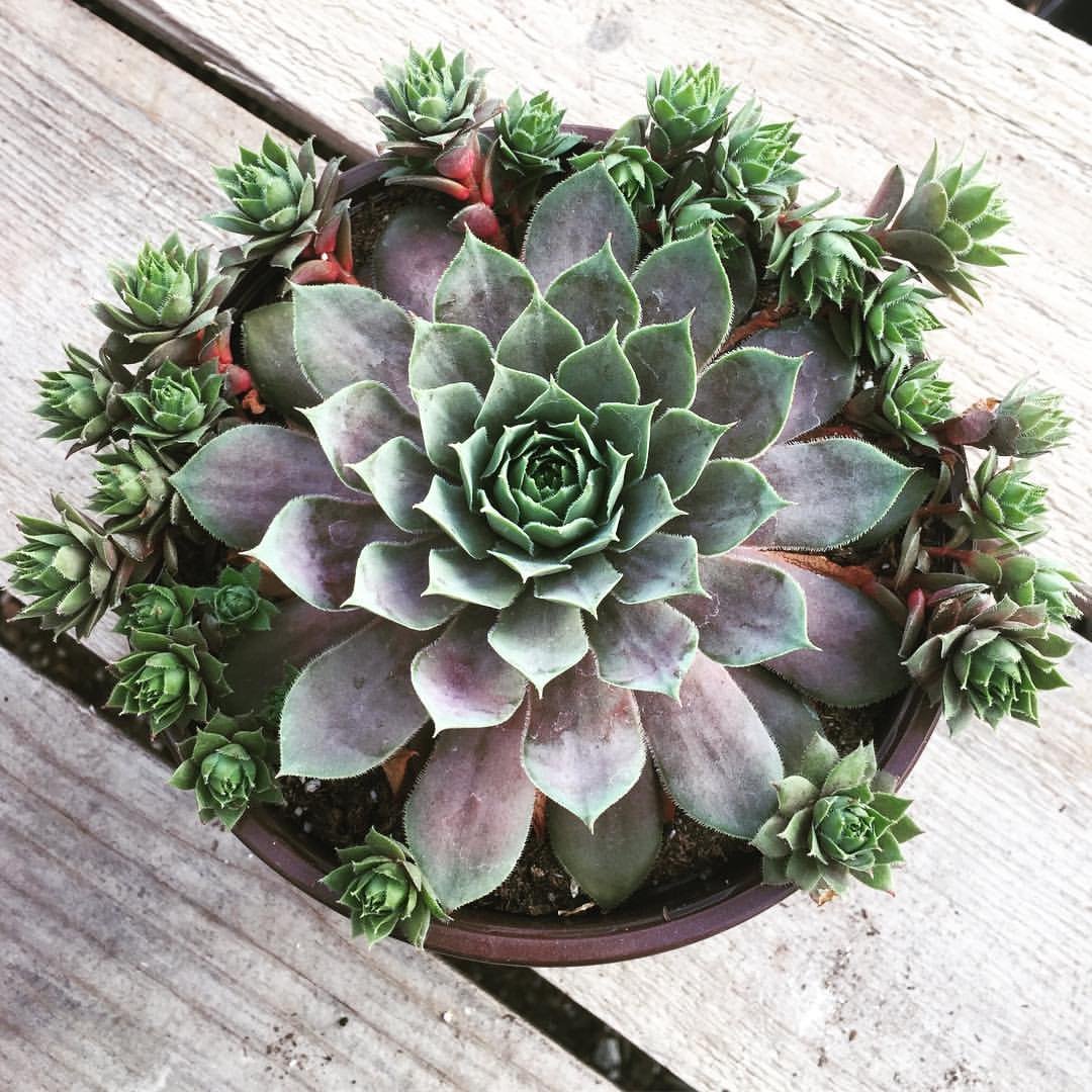 Caring-for-Hens-and-Chicks Easy Guide to Growing Charming Hens and Chicks Succulents