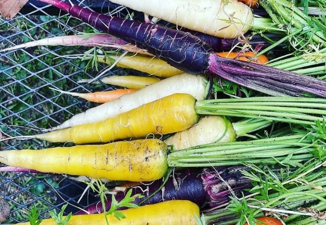 Carrot Goodness: A Step-by-Step Guide to Growing Own at Home