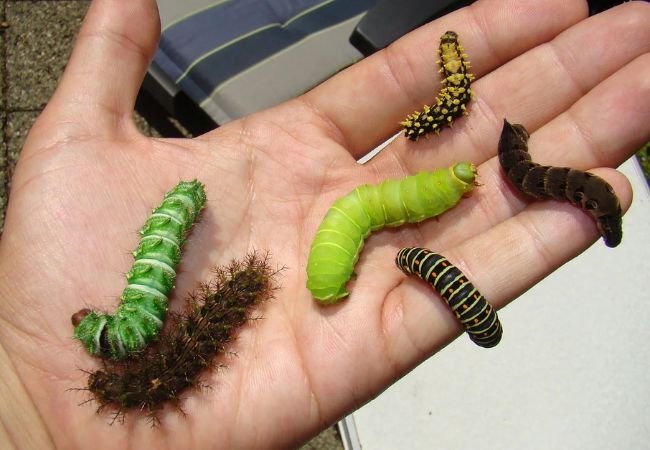Caterpillars: Identification, Damag and Control Methods