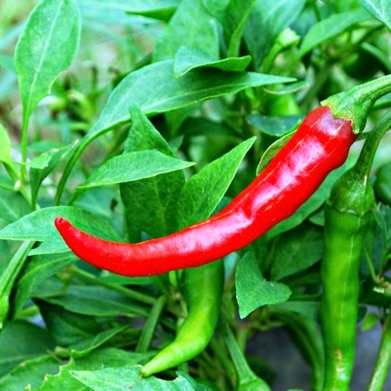 Gardening Cayenne-Peppers Peppers: The Ultimate Guide to Growing From Seed to Plate