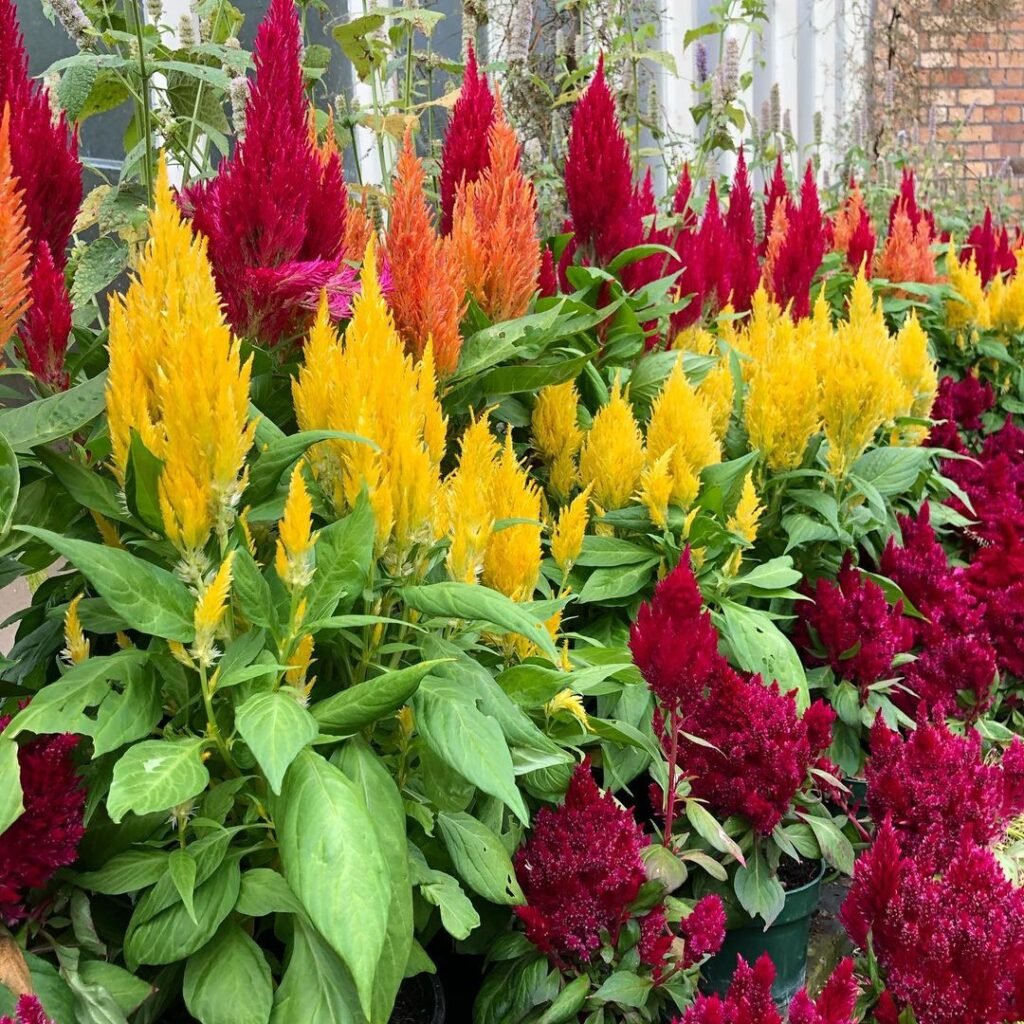 Celosia-Woolflowers-1024x1024 20 Easy Flowers for Beginners to Grow