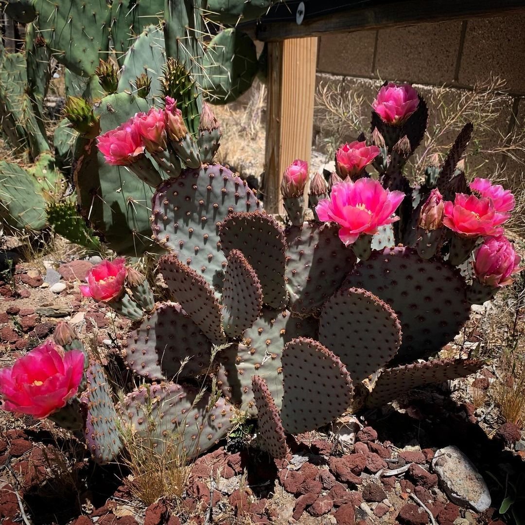 Choosing-the-Right-Location-1 Secrets of Growing Prickly Pear Cactus in Your Garden