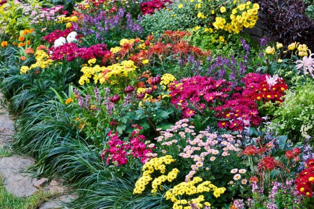 Chrysanthemums-Companion-Planting-1024x683 Chrysanthemums: Growing, Care & Design Tips for Stunning Fall Blooms