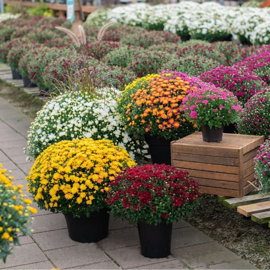 Chrysanthemums-Container-Gardens-1024x1024 Chrysanthemums: Growing, Care & Design Tips for Stunning Fall Blooms