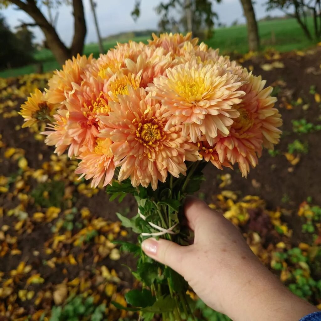Chrysanthemums-Cutting-Gardens-1024x1024 Chrysanthemums: Growing, Care & Design Tips for Stunning Fall Blooms