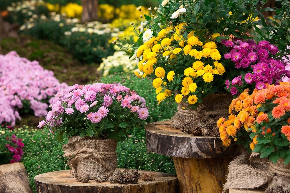 Chrysanthemums-Overwintering Chrysanthemums: Growing, Care & Design Tips for Stunning Fall Blooms
