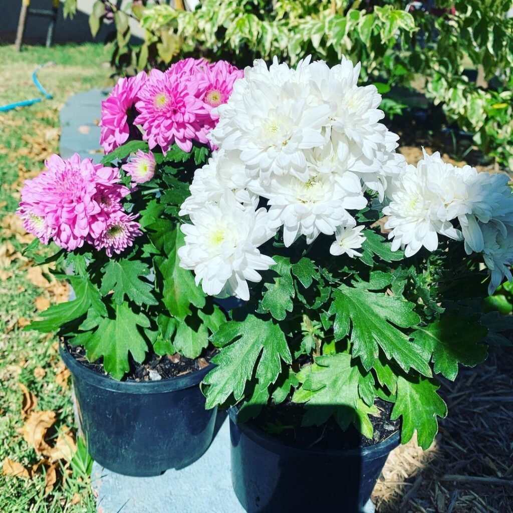 Chrysanthemums-Potted-Mums-1024x1024 Chrysanthemums: Growing, Care & Design Tips for Stunning Fall Blooms