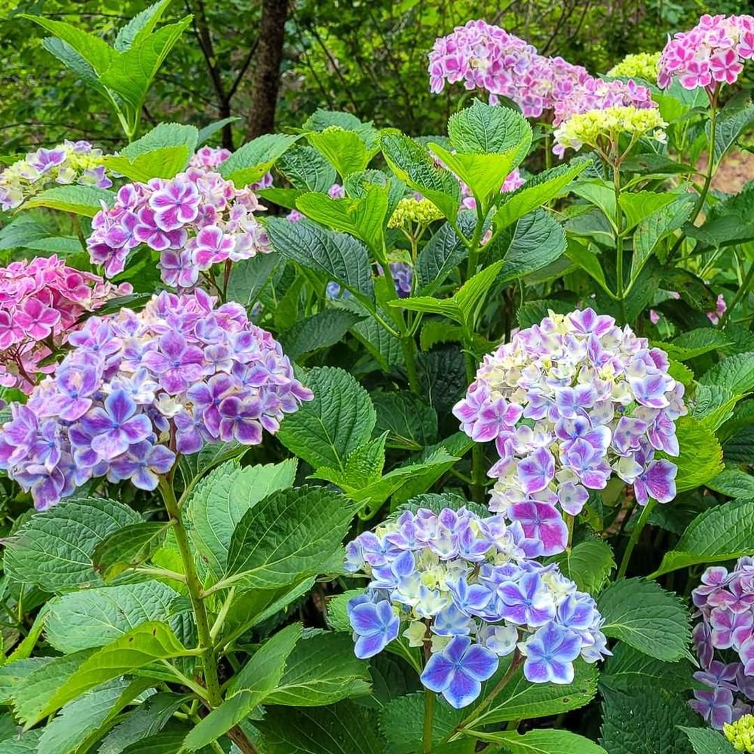 Gardening 8 Hydrangea Varieties That'll Add Some Color to Your Garden