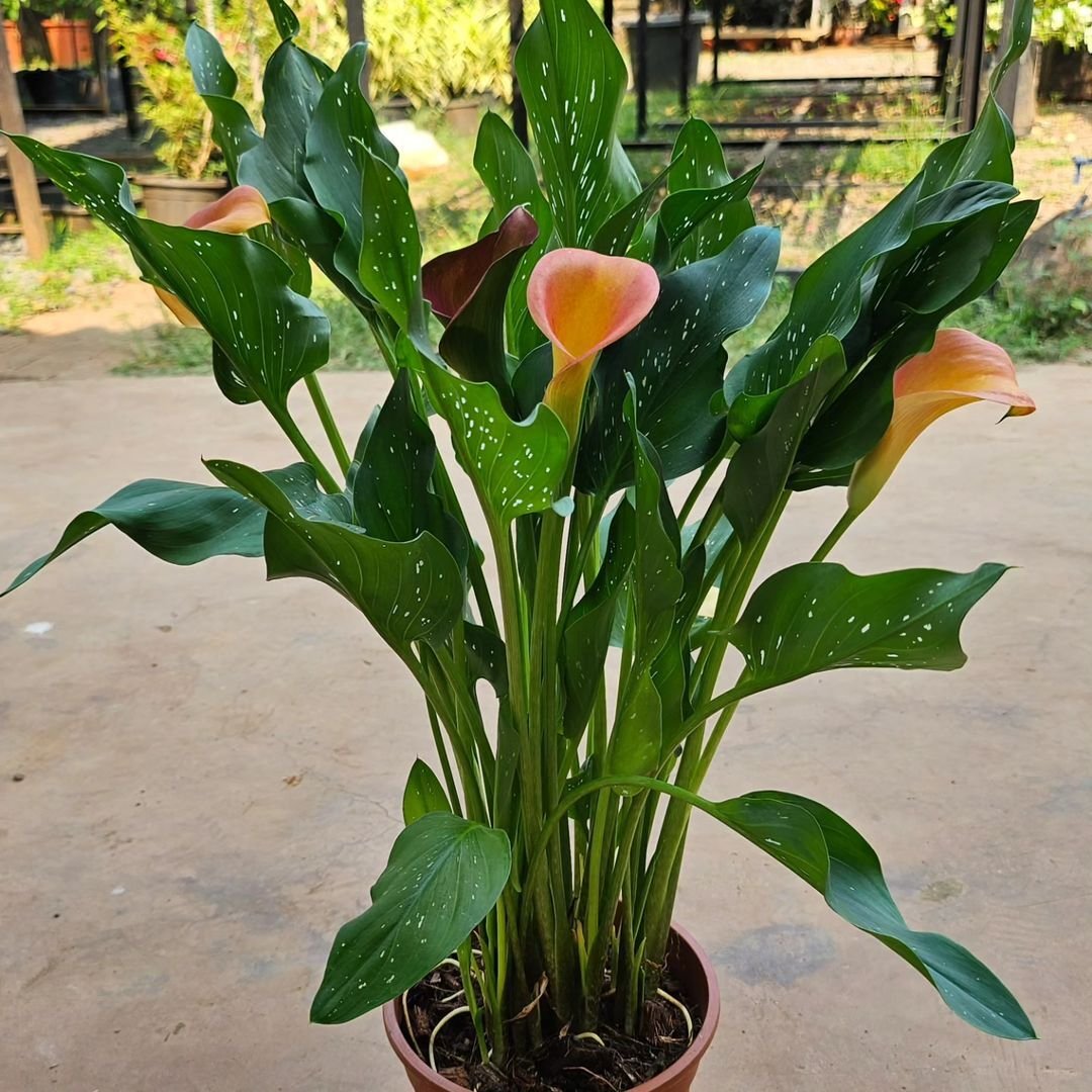 Containers-and-Pots Caring for Calla Lilies in the Garden: A Comprehensive Guide