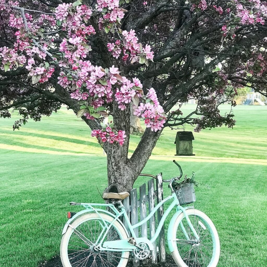 The 13 Best Flowering Trees for Your Garden