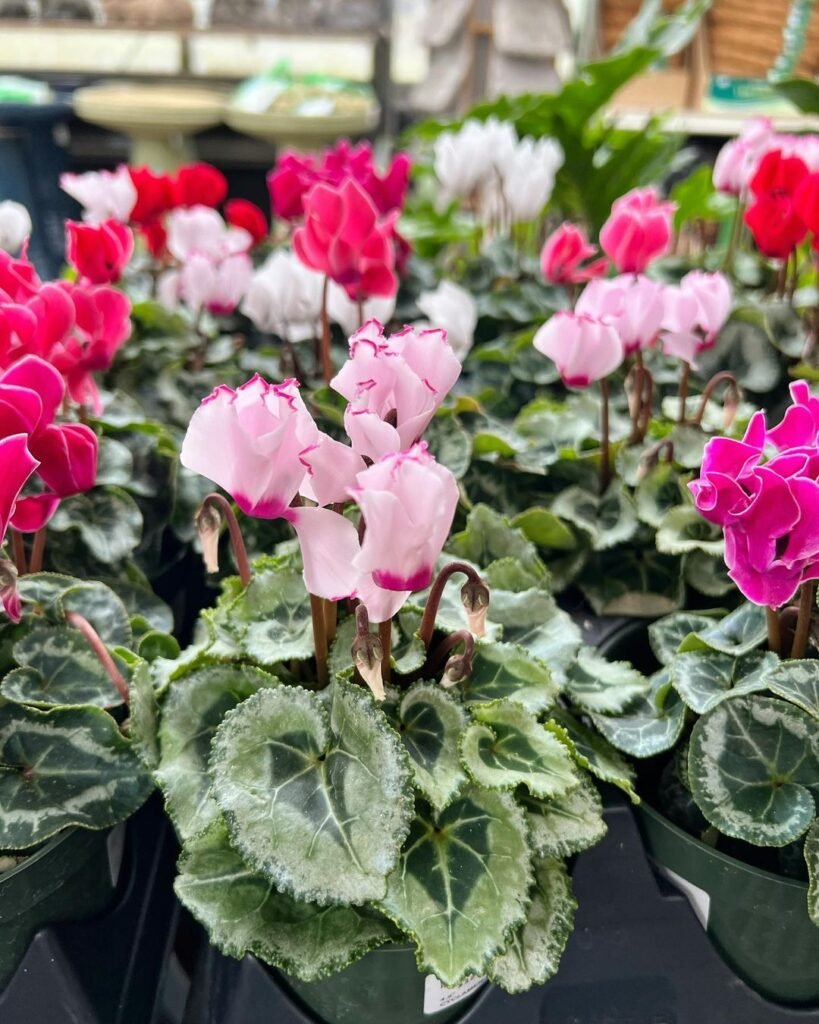 Cyclamen-w-819x1024 15 Winter Flowers for Your Garden