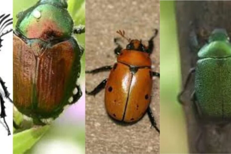 Demystifying June Bugs: Identification, Fascinating Facts, and Effective Control Methods for 2024