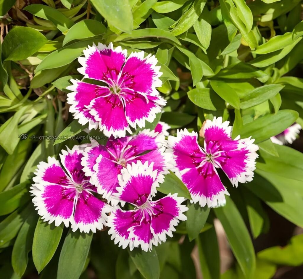 Dianthus-m-1024x943 20 Easy Flowers for Beginners to Grow