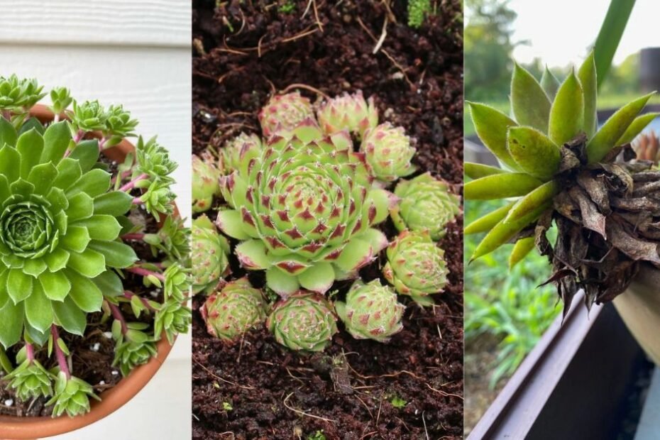 Easy Guide to Growing Charming Hens and Chicks Succulents