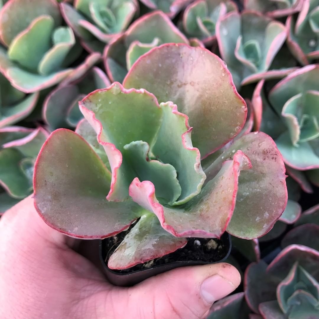 Echeveria-Gibbiflora 15 Popular Types of Succulents for Your Garden