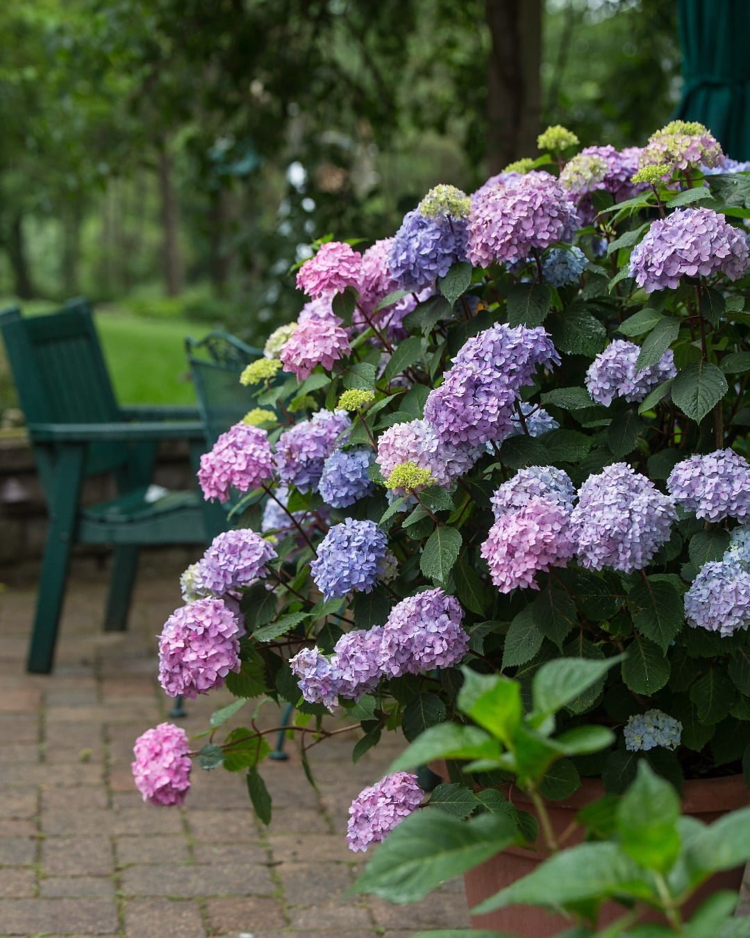 Gardening 8 Hydrangea Varieties That'll Add Some Color to Your Garden
