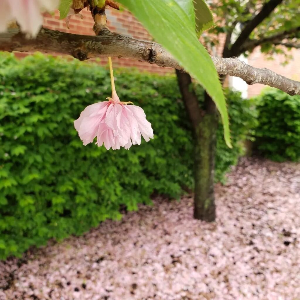 Gardening Enjoying-the-Beauty-of-Cherry-Blossoms-1024x1024 Cherry Blossom Trees: A Guide to Planting and Growing Stunning Flowering Trees