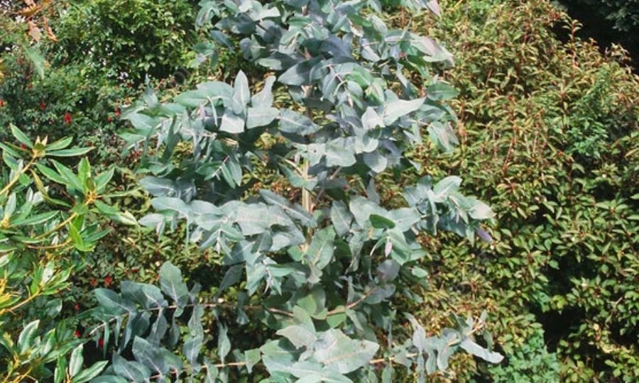 Eucalyptus Plants: Ultimate Guide to Growing and Caring